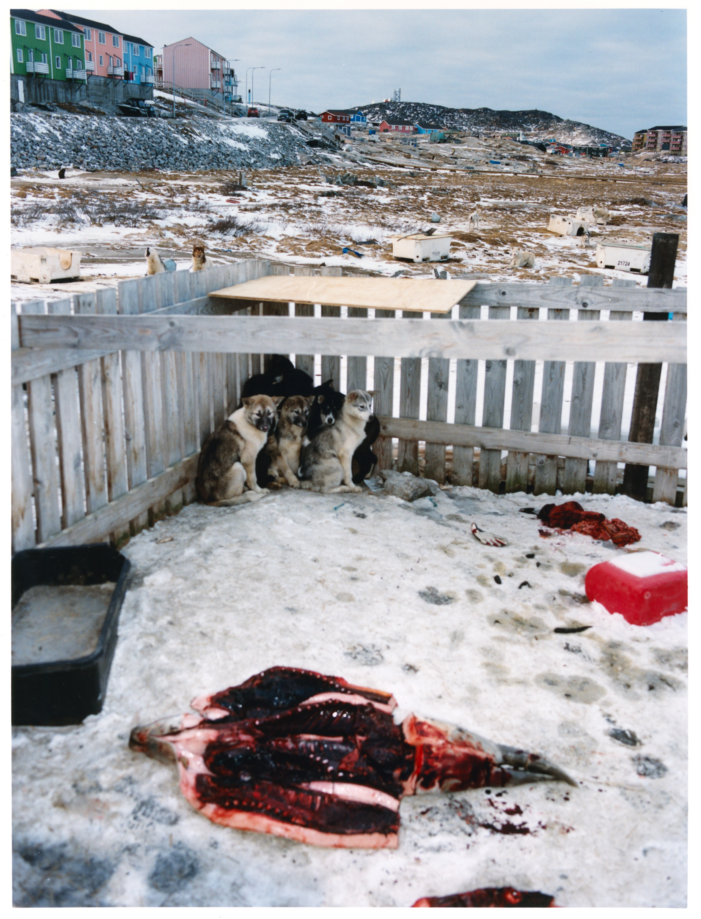 260210_Greenland 12_12