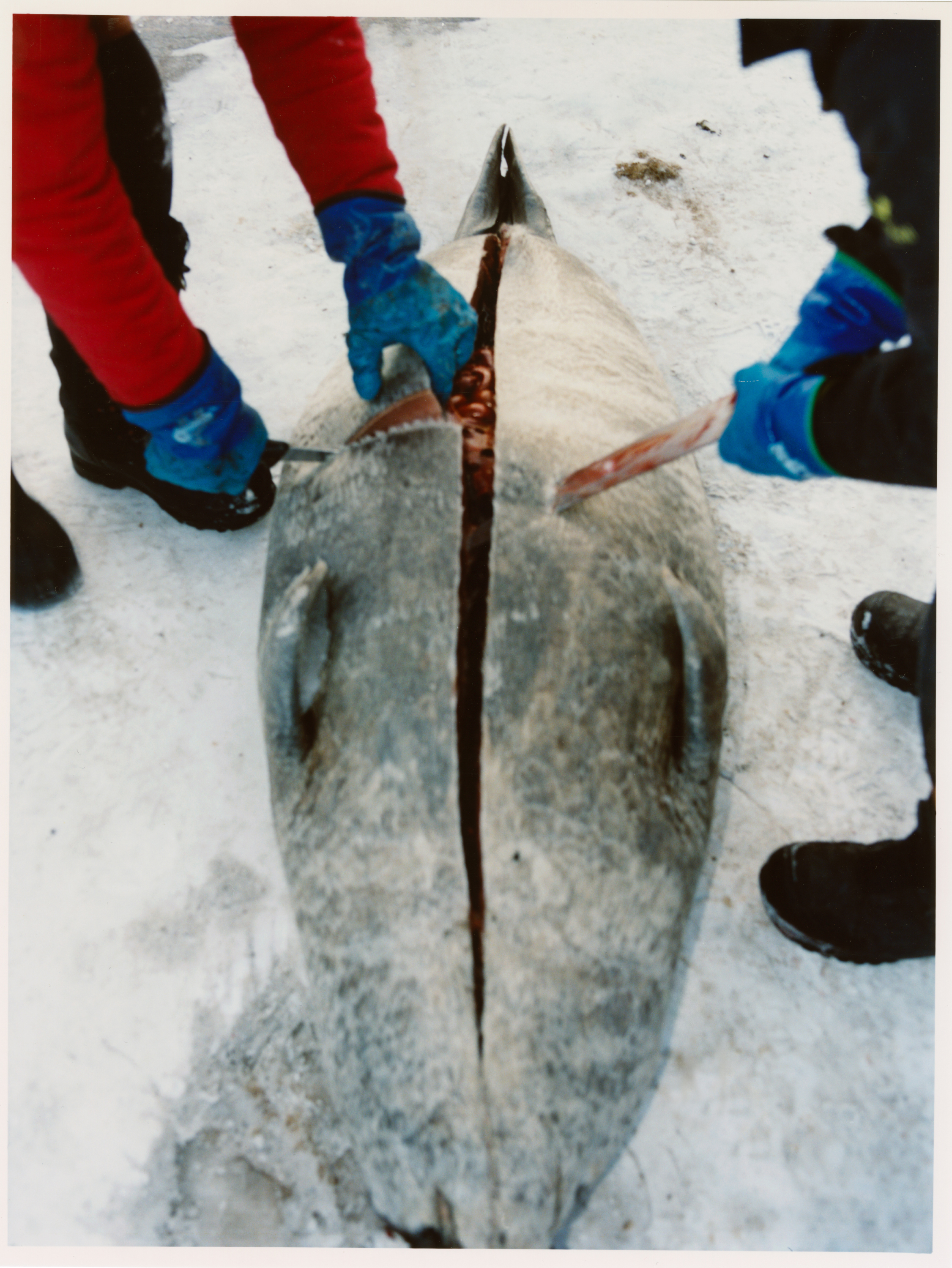 260210_Greenland 12_06